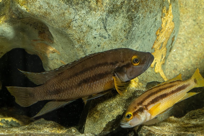 Neolamprologus bifasciatus 'Muzi'